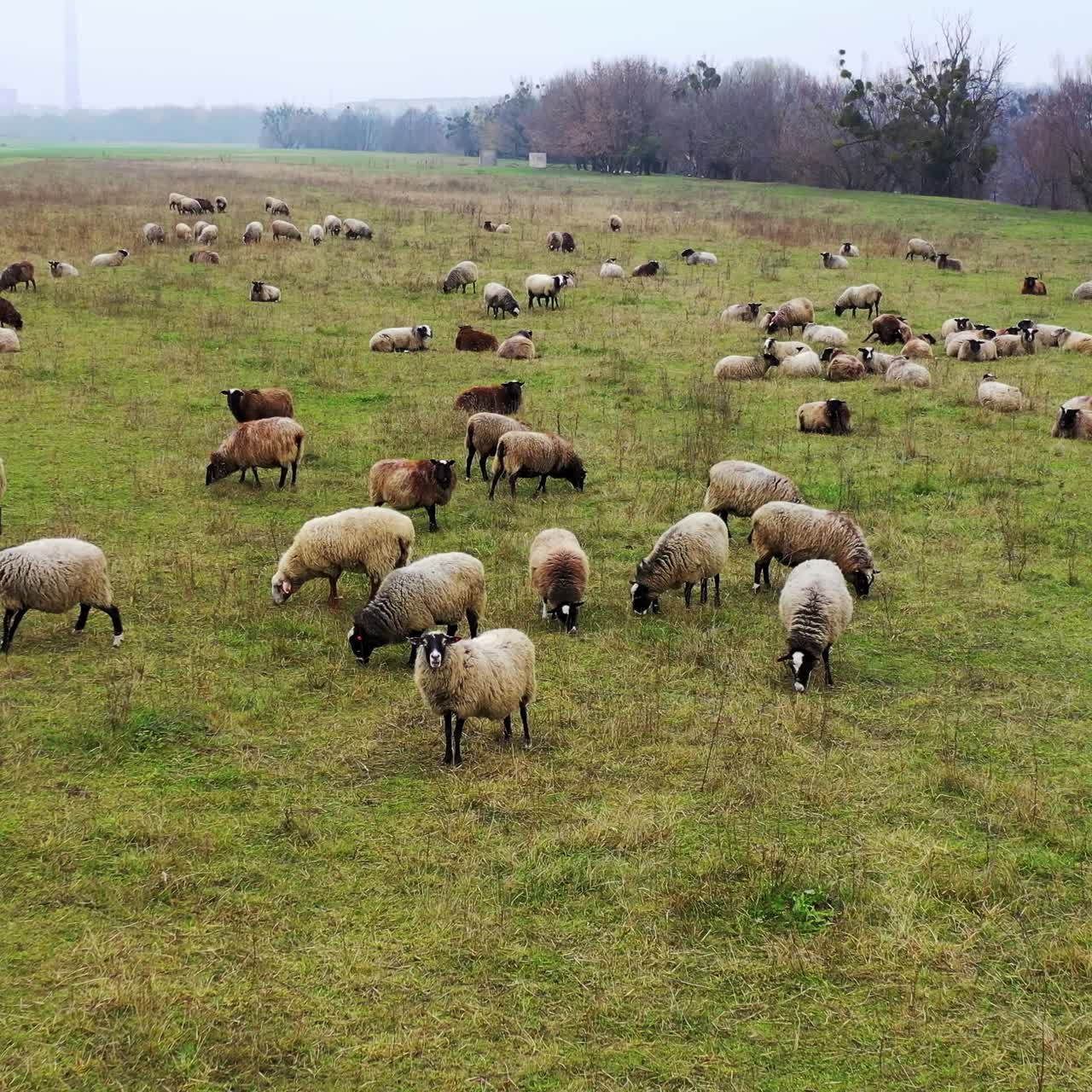 Pecore allevate come bestiame. Animali domestici bianchi e marroni che pascolano in un prato. Video dall'alto