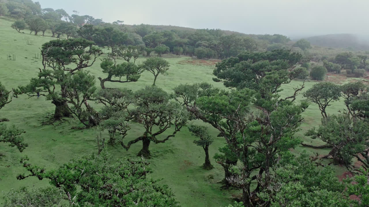 Scenic Cloud Forest with Twisted Trees