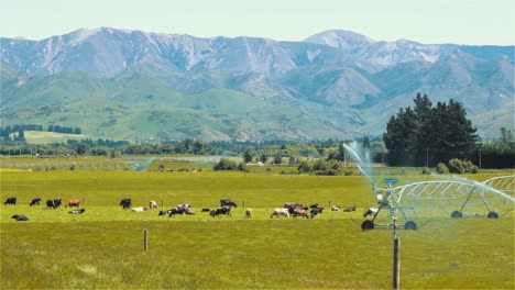 Agricultura,-Ganado-Y-Rociadores-De-Riego-En-Tierras-De-Cultivo,-El-Tráfico-Se-Puede-Ver-En-El-Fondo,-Plano-General