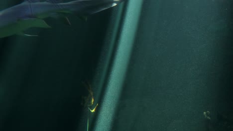 a large group of fish, sharks, and ray swim through sunlight at the shark aquarium at the amusement and animal theme park ocean park in hong kong