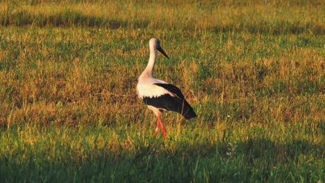 A-solitary-stork-in-the-middle-of-a-meadow