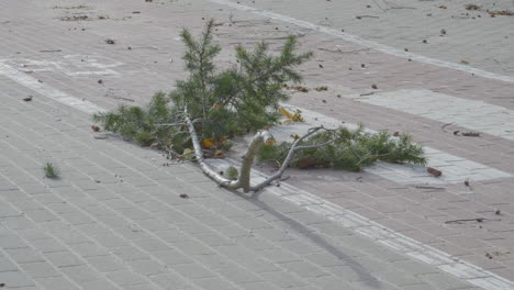 A-broken-and-severed-branch-lies-on-a-pedestrian-crossing