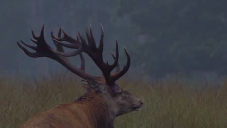 Close-up-of-the-head-of-a-male-red-deer