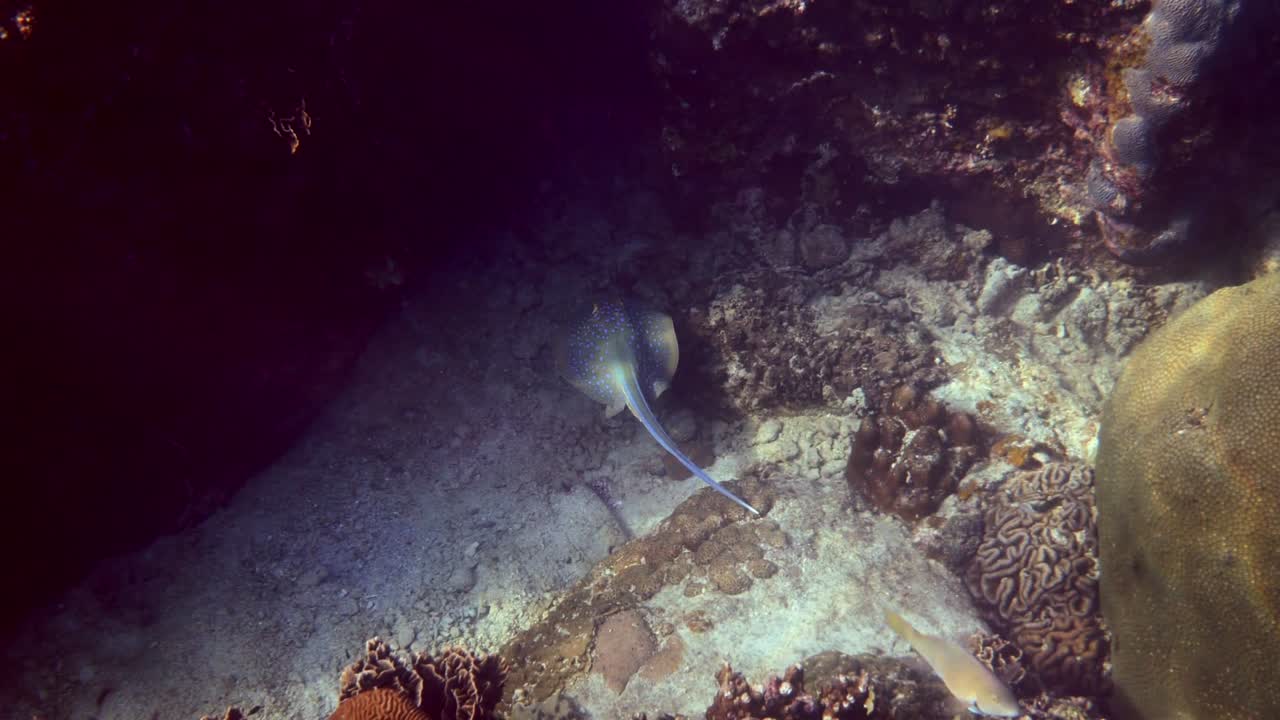 스팅레이가 산호초 위를 헤엄치고 있는 모습 - 스팅레이 스쿠버 다이빙 장면 - 파란색 반점이 있는 스팅레이, 테니우라 리마, 느린 동작