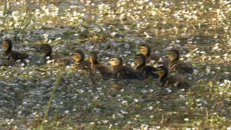 Beautiful-flock-of-baby-ducks-swimming-on-a-pond-filled-with-flowers