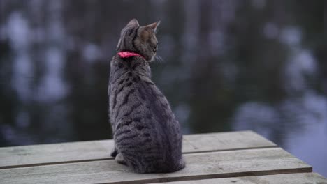 gato tabby se sienta y mira a su alrededor en el muelle de madera en el fondo de un estanque