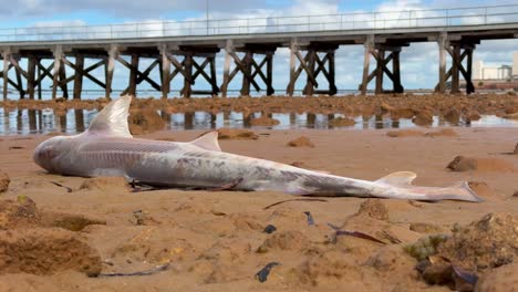 powerful imagery of a deceased shark on a south australian beach, starkly illustrating the devastating impact of toxic algal blooms on marine life due to climate change