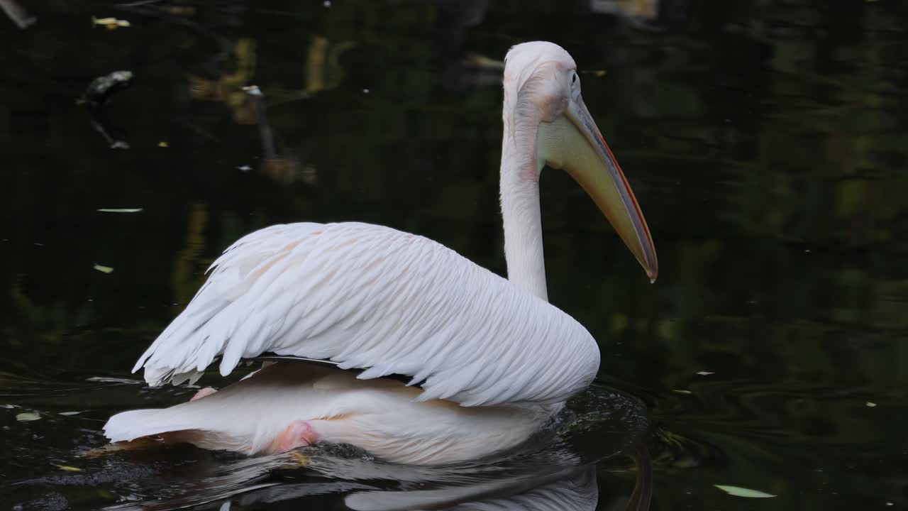 Dalmatian pelican (Pelecanus crispus) is the largest member of the pelican family, and perhaps the world's largest freshwater bird, although rivaled in weight and length by the largest swans.