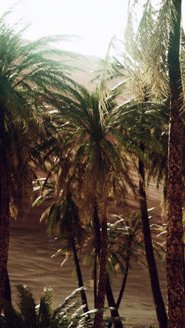 palm trees in a desert