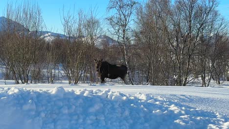 Static-close-up-shot-of-a-moose-standing-calm-near-the-road-on-a-sunny-winter-day