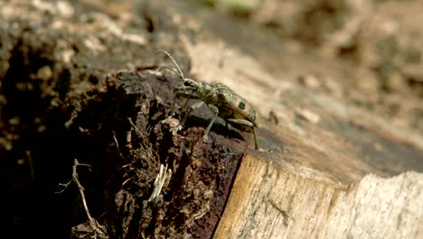 crawling beetles on the wood 4k fs700 odyssey 7q