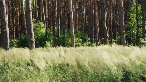 wald im tageslicht