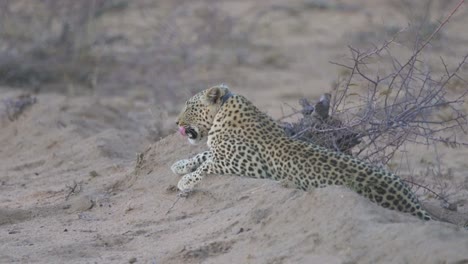 leopardo bostezando en la reserva natural de namibia