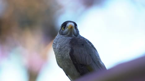 enfoque selectivo toma de primer plano de un minero salvaje y ruidoso, manorina melanocephala nativa de australia, posada contra un fondo borroso, chirriando y acicalándose sus plumas en un parque urbano