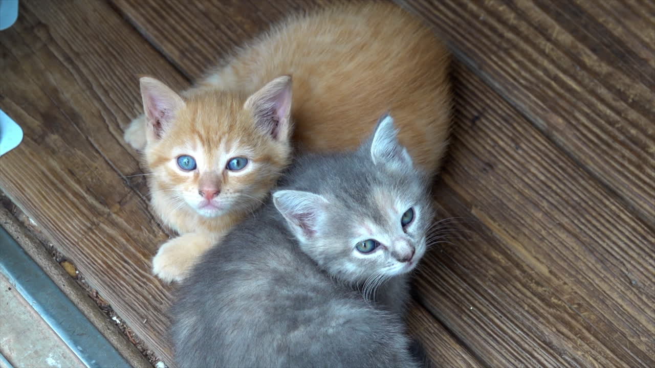 Two kittens look up, adorably.
