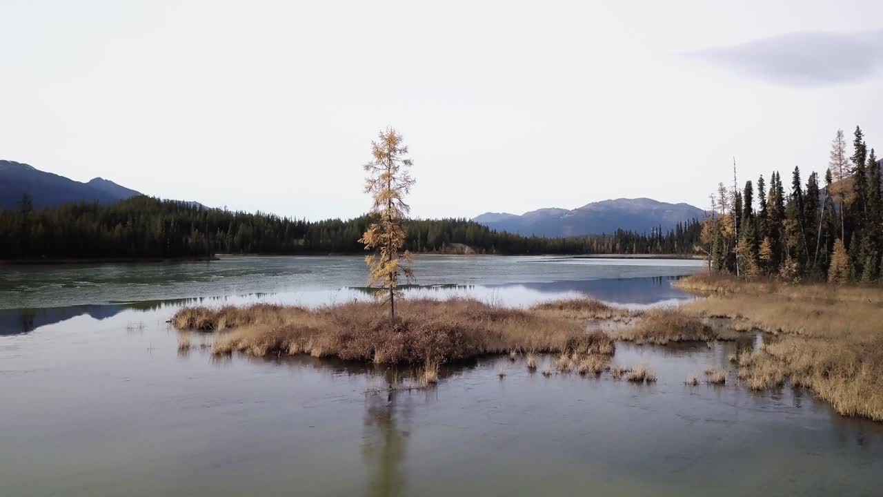 Aerial 4k - Orbiting a lone tree on a lakes edge