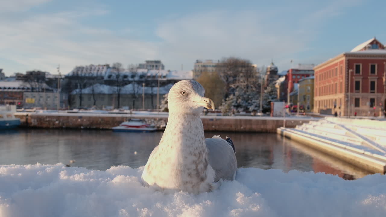 primer plano de una gaviota argéntea europea sentada sobre hielo en el centro de oslo en un soleado día de invierno