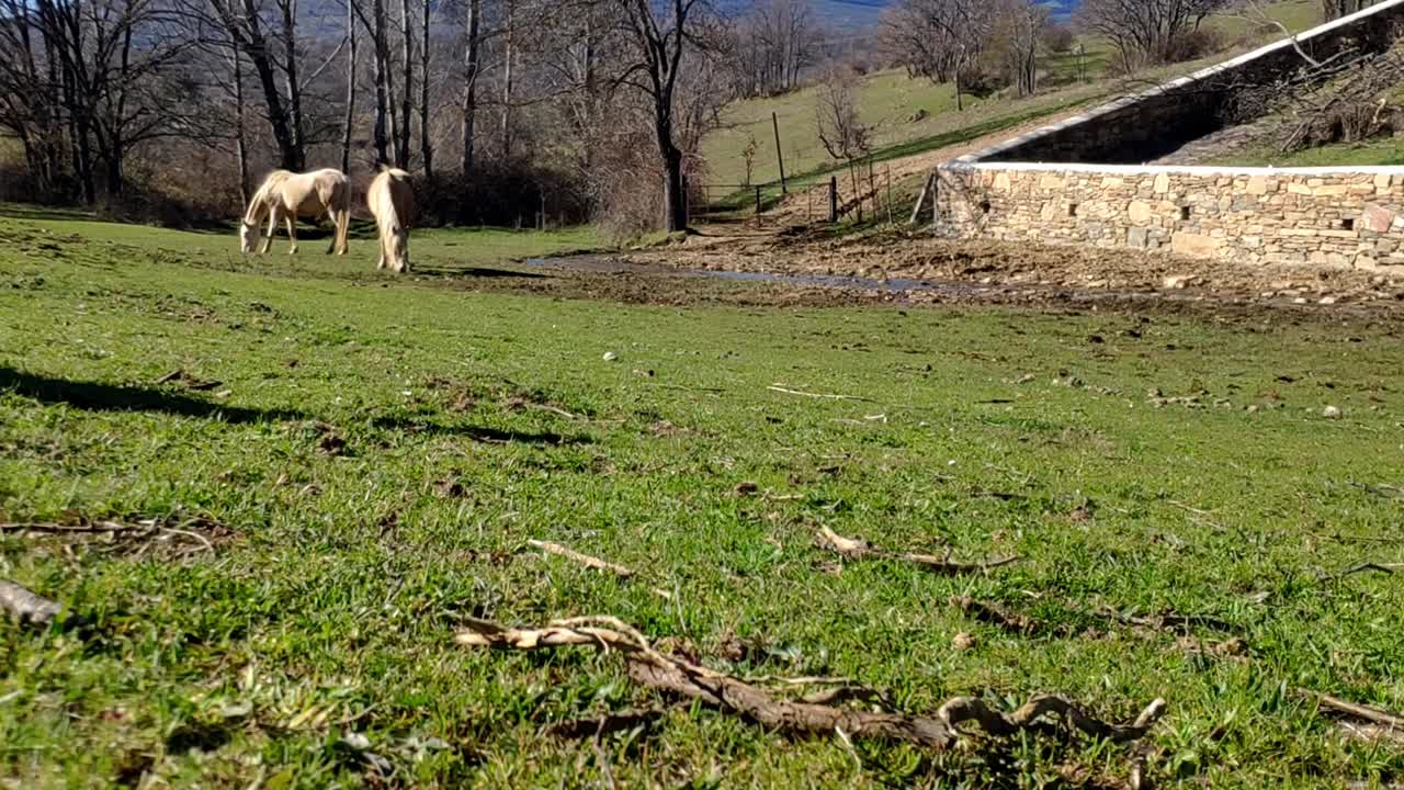 멀리서 풀을 먹고 있는 두 마리의 야생마가 보인다