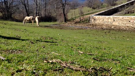 se ven dos caballos salvajes comiendo hierba en la distancia