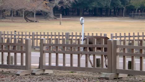 Deer-walking-through-fence-and-crossing-road,-Nara,-Japan