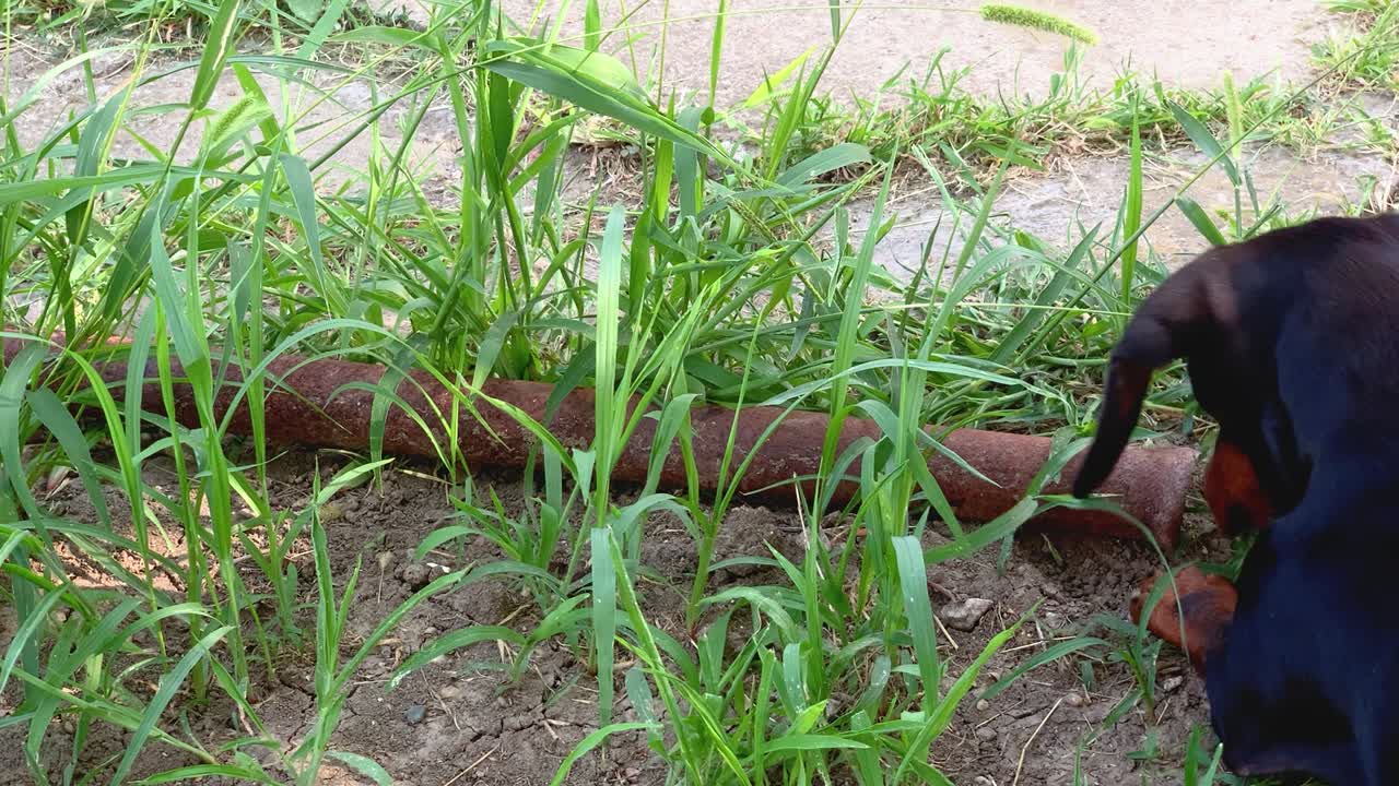 teckel negro olfateando y jugando con lagartos