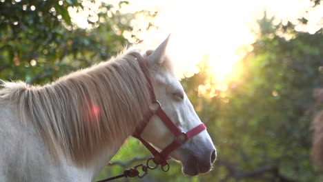 cinematic slow motion portrait of a white horse taken under golden hour evening sunlight and bokeh background comprising trees