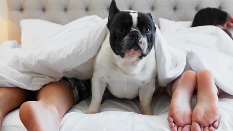 pug dog with couple relaxing on bed 4k