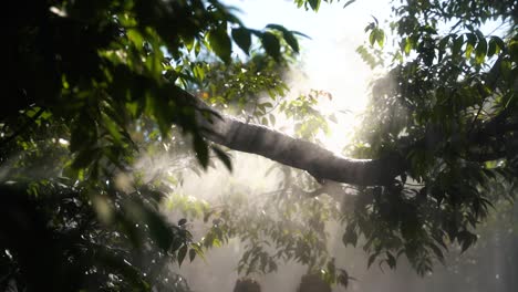 White-mist-creates-a-beautiful-reflection-of-the-sunlight-between-the-tree-with-green-branches