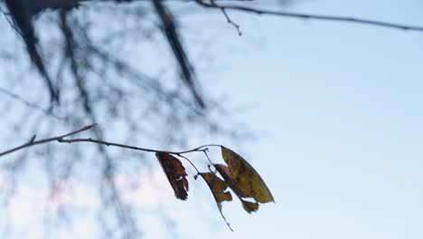 thin branch with dry leaves swings in wind against blue sky