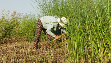 Shot-of-a-farmer-cutting-green-raw-material-before-drying-for-making-traditional-mattress-on-a-bright-sunny-day-in-Quang-Nam-province,-Vietnam