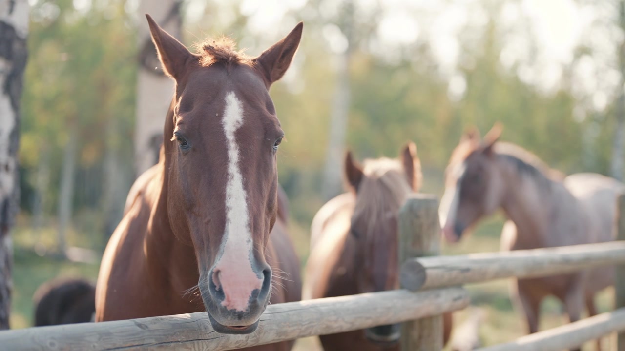 Primer plano de tres caballos en un rancho en Jackson, Wyoming. Toma estable filmada con un monopié en 4K.