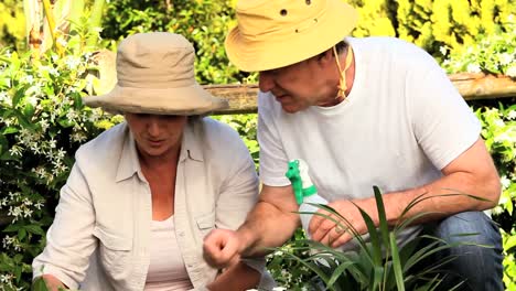 pareja madura haciendo jardinería al sol
