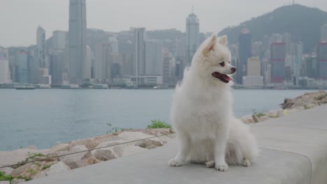 white pomeranian dog outdoor