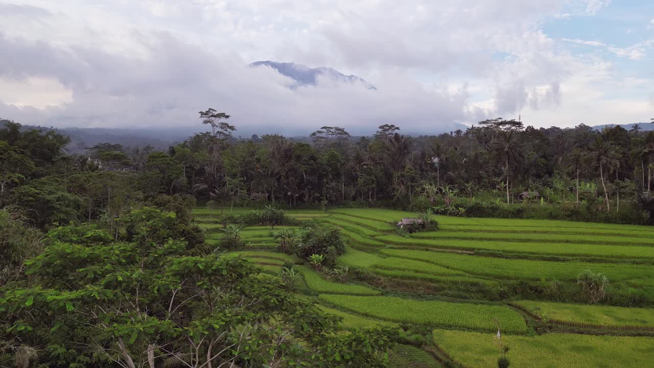 Stunning drone footage of vibrant rice terraces in Ubud Bali, with the majestic Mount Agung rising in the background, surrounded by tropical greenery and palm trees under soft morning light