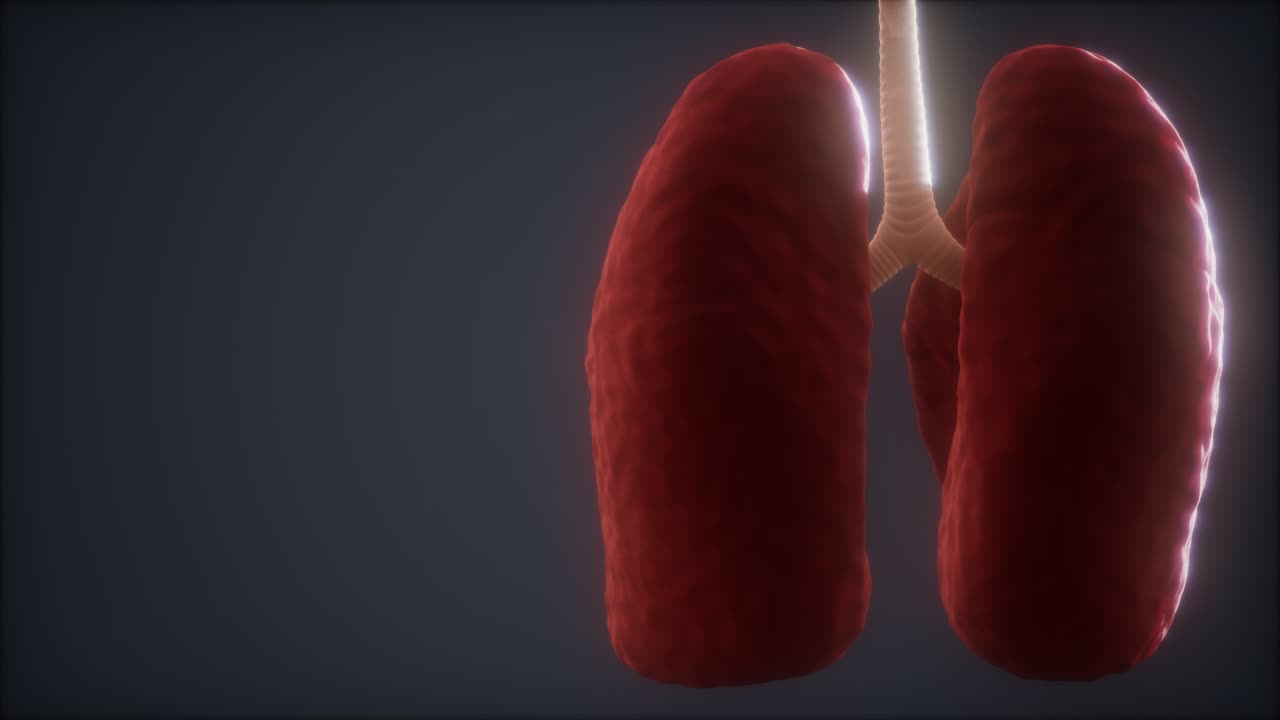 3d loop resa animazione medicamente accurata del polmone umano