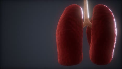 loop-3d-rendered-medically-accurate-animation-of-the-human-lung