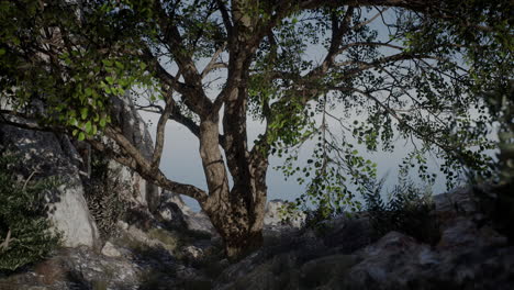 single tree in the rocky mountains