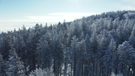 aerial drone view of treetops in winter, snow covered firs, sun flare for visual effect