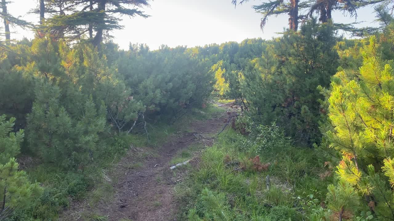 Sunlight streams through a peaceful forest trail