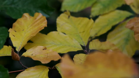 All-the-shades-of-Autumn-show-through-as-leaves-change-colour-in-woodland-in-Worcestershire,-UK-and-blow-in-the-seasonal-wind