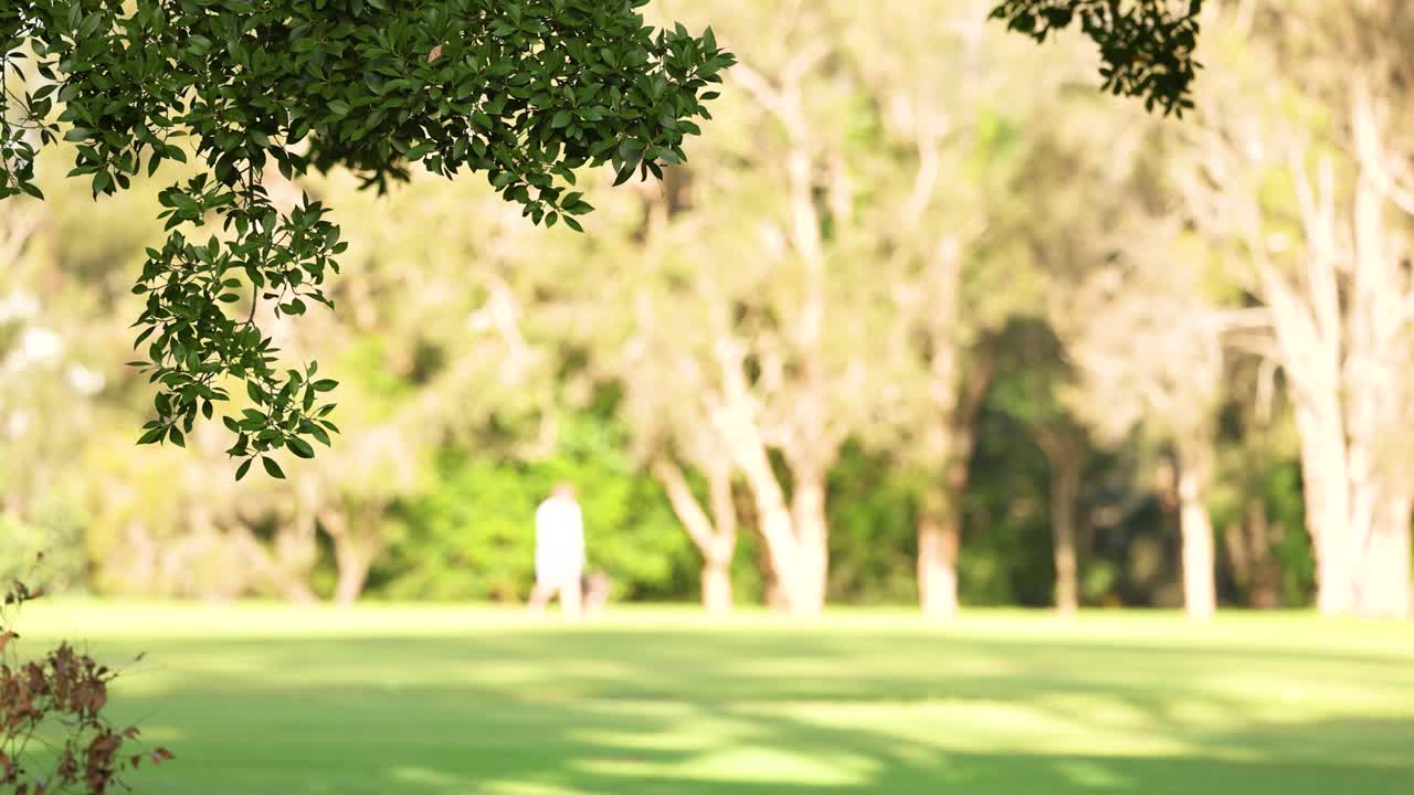 A tranquil park setting with lush grass and trees under soft sunlight, capturing a peaceful moment in Gold Coast, Australia