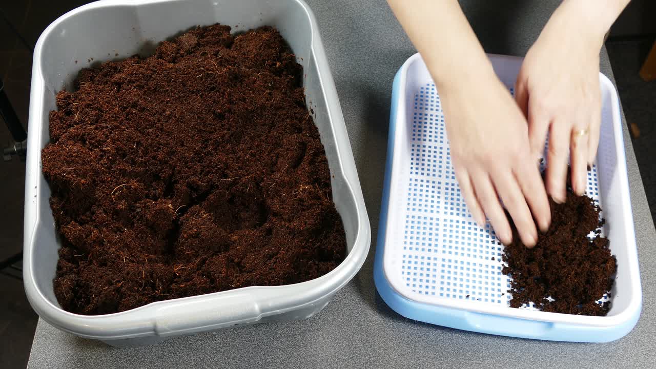 Microgreens che utilizzano fibra di cocco come substrato in un grande vassoio blu.