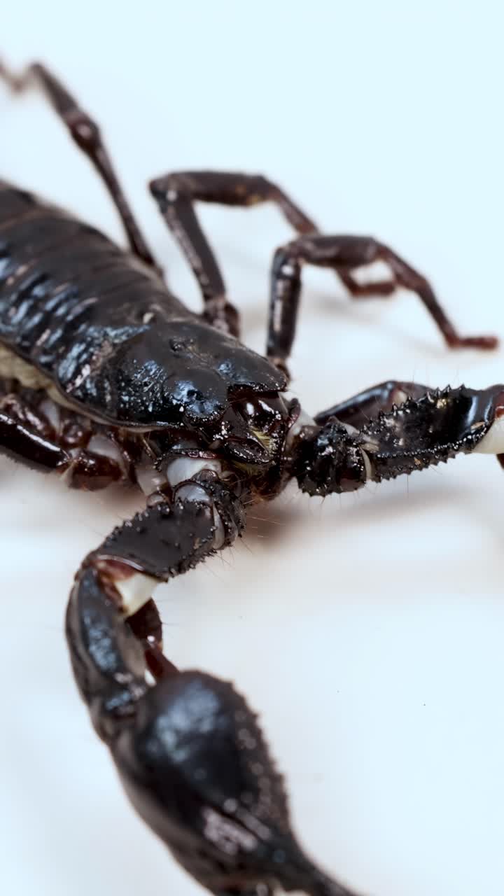 Um escorpião se move sobre uma superfície branca, destacando sua anatomia detalhada e movimento em um ambiente bem iluminado.
