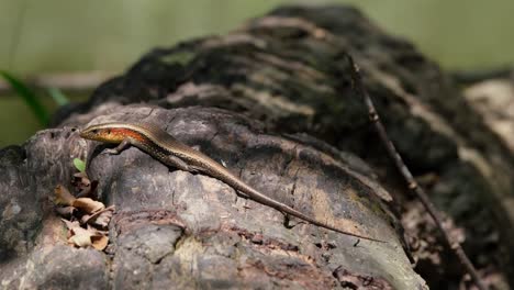 Die-Kamera-Zoomt-Heraus-Und-Zeigt-Dieses-Schöne-Reptil-Auf-Dem-Baumstamm-Und-Den-Bach-Im-Hintergrund,-Den-Gemeinen-Sonnenskink-Eutropis-Multifasciata,-Thailand