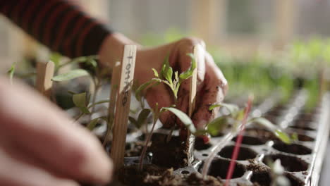 Cultivation-of-tomato-seedlings-in-trays-in-hothouse