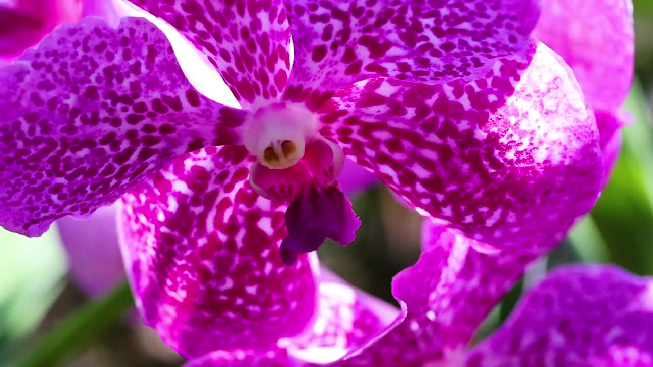Detailaufnahme von violett gefleckten Orchideenblüten, die in einer üppigen tropischen Gartenanlage blühen