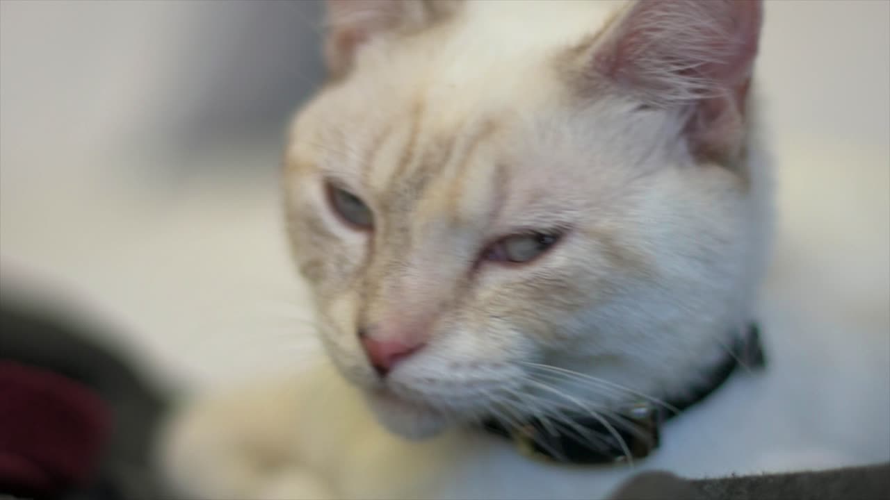 필드의 깊이가 얕고 멋진 보케가 있는 아름다운 라야니즈 집 고양이 가까이