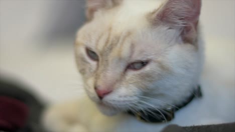 Close-up-of-a-beautiful-Layanese-house-cat-with-shallow-depth-of-field-and-stunning-bokeh