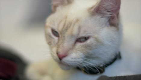primer plano de un hermoso gato doméstico layanese con poca profundidad de campo y un impresionante bokeh