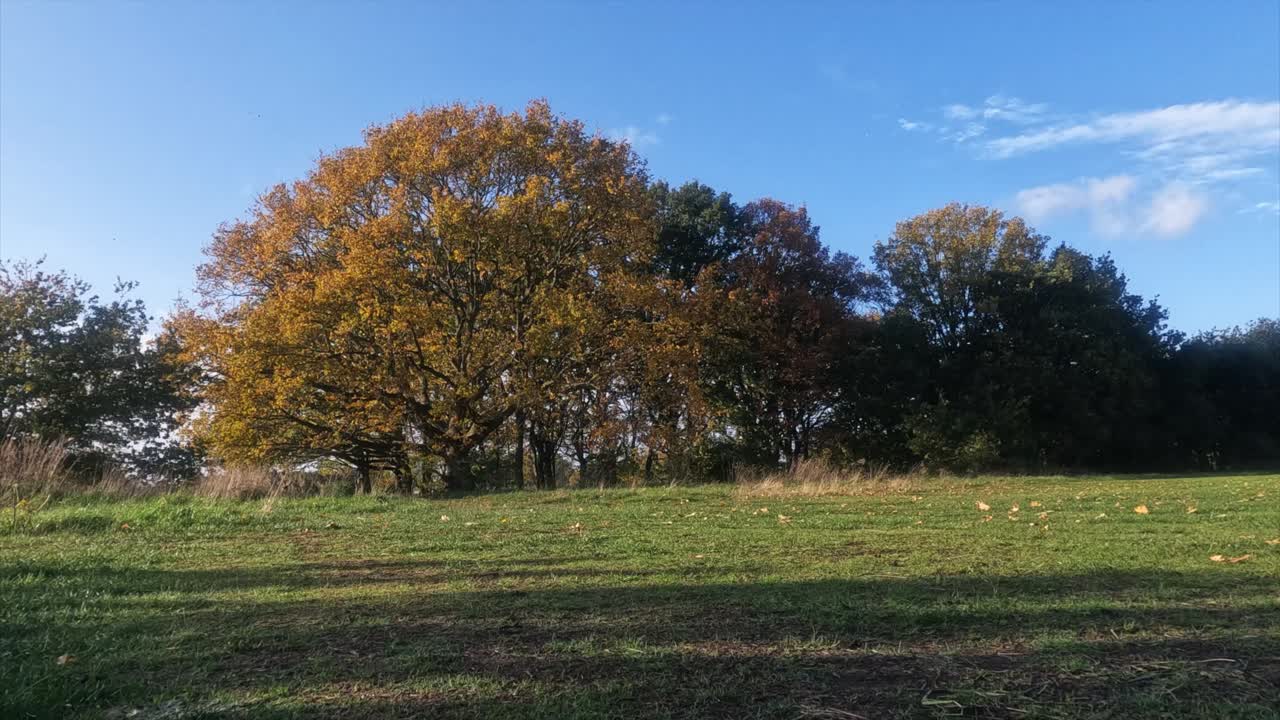 -해상도는 시네마 4k 4096x2304 -가을 나무와 화창한 날 -노란색과 주황색 나무